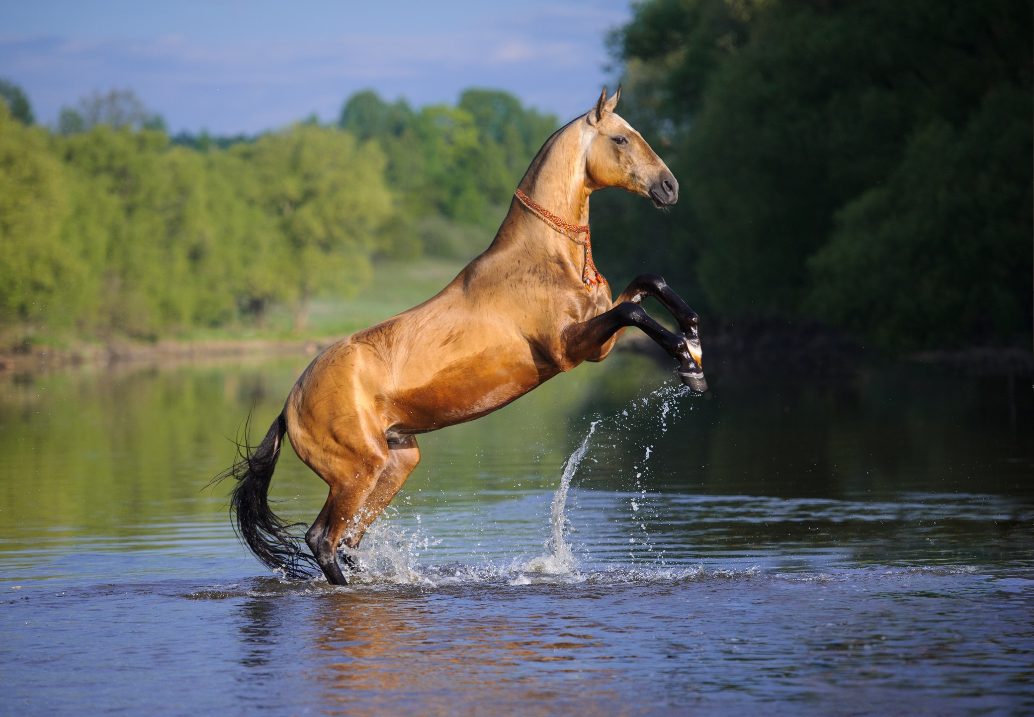 Akhal-Teke horse rearing in a river